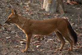 dhole
